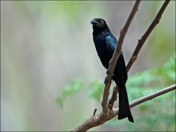Spangled Drongo spangled_drongo_190082.psd