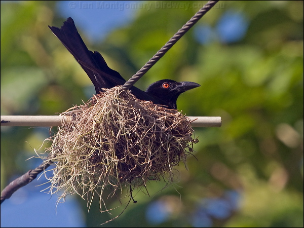 Spangled Drongo spangled_drongo_200050.psd