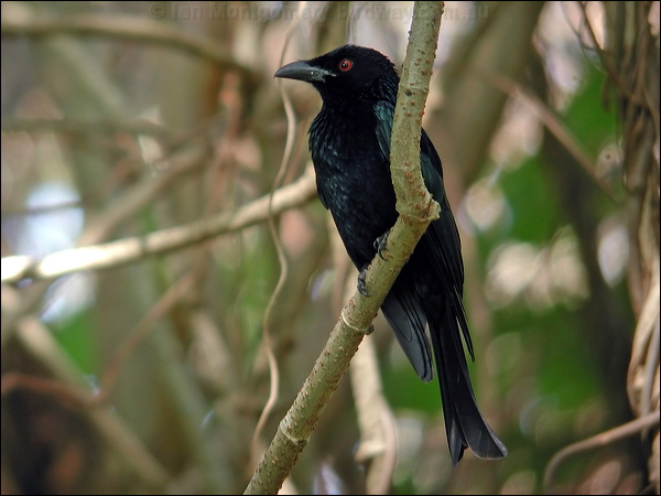 Spangled Drongo spangled_drongo_20067.psd