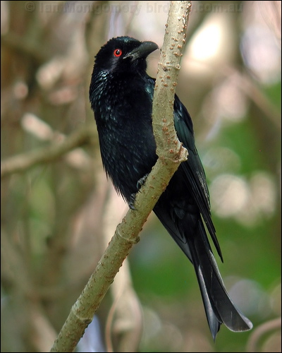 Spangled Drongo spangled_drongo_20074.psd