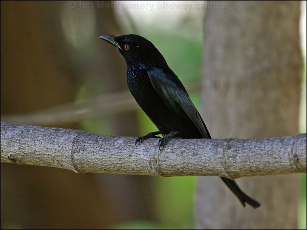 Spangled Drongo spangled_drongo_60617.psd
