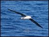 blackbrowedalbatross_43764