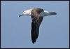 blackbrowedalbatross_43777