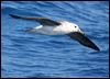 blackbrowedalbatross_43798