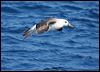 blackbrowedalbatross_43805