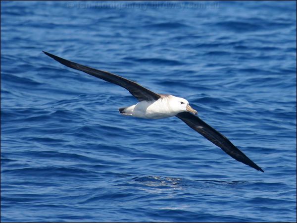 Black-browed Albatross blackbrowedalbatross_43764.psd