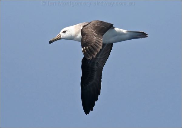 Black-browed Albatross blackbrowedalbatross_43777.psd