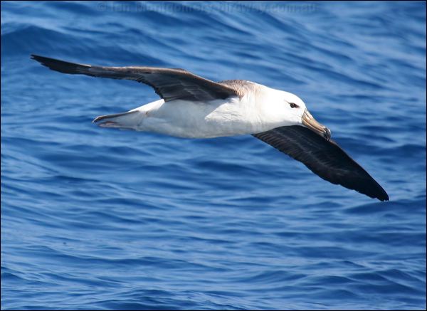 Black-browed Albatross blackbrowedalbatross_43798.psd