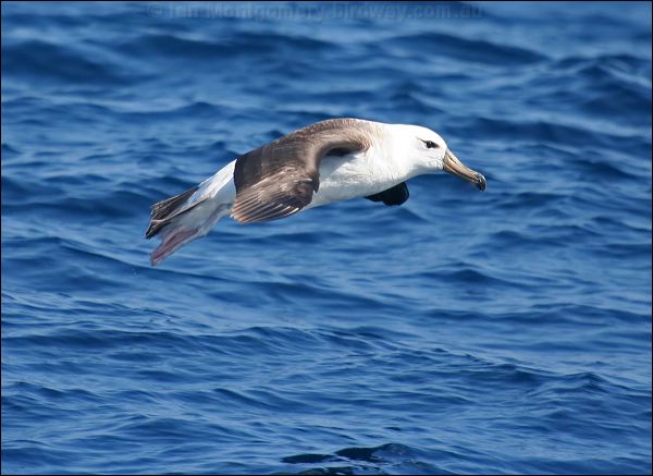 Black-browed Albatross blackbrowedalbatross_43805.psd