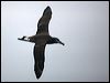 blackfoot_albatross_107133