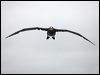 blackfoot_albatross_107324