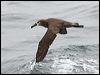 blackfoot_albatross_107375