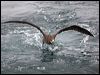 blackfoot_albatross_107401