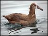 blackfoot_albatross_107459