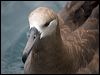 blackfoot_albatross_107466
