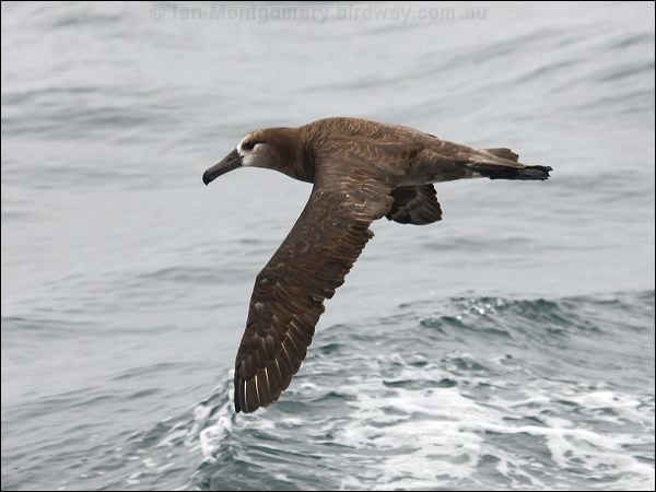 Black-footed Albatross blackfoot_albatross_107375.psd