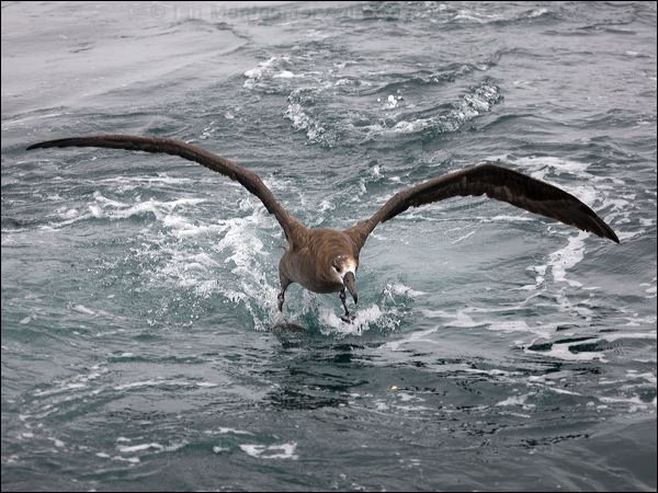 Black-footed Albatross blackfoot_albatross_107401.psd