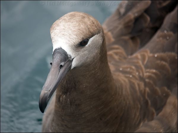 Black-footed Albatross blackfoot_albatross_107466.psd