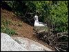 bullers_albatross_123207