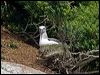 bullers_albatross_123210