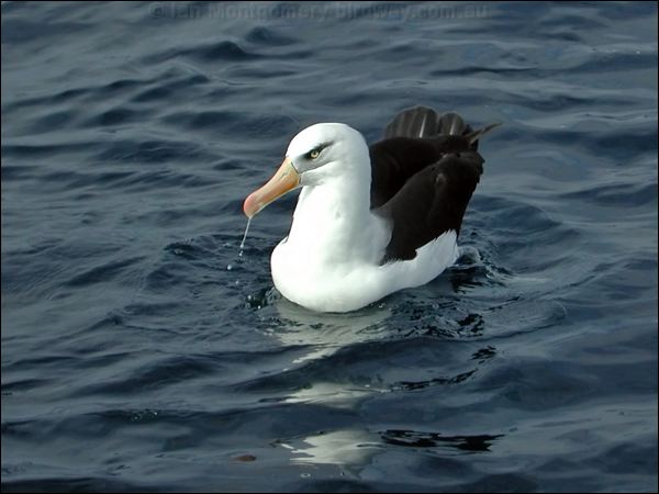 Campbell Albatross campbell_albatross_03541.psd