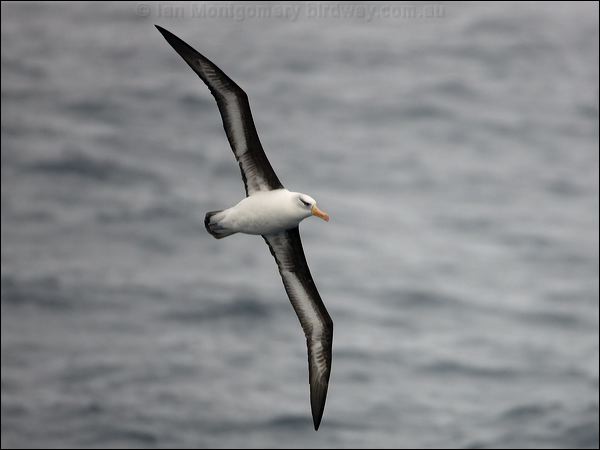 Campbell Albatross campbell_albatross_125500.psd