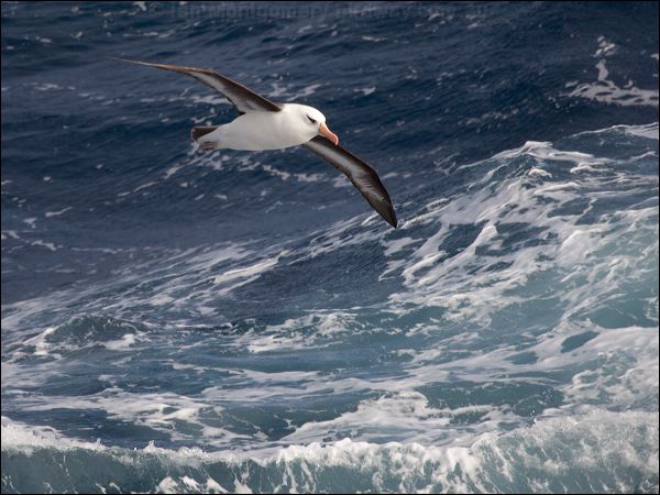 Campbell Albatross campbell_albatross_126759.psd