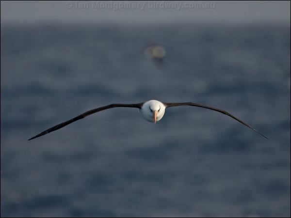 Campbell Albatross campbell_albatross_126840.psd