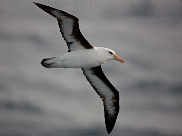 Campbell Albatross campbell_albatross_126913.psd