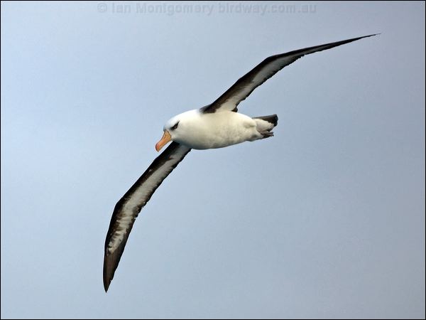 Campbell Albatross campbell_albatross_126936.psd