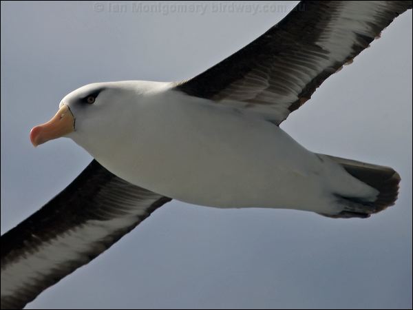 Campbell Albatross campbell_albatross_127037.psd