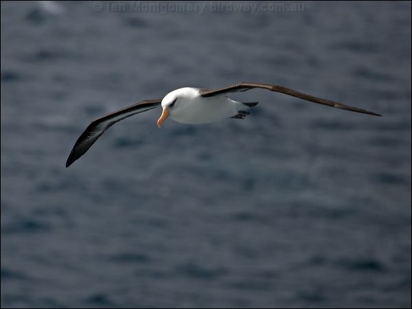 Campbell Albatross campbell_albatross_127068.psd