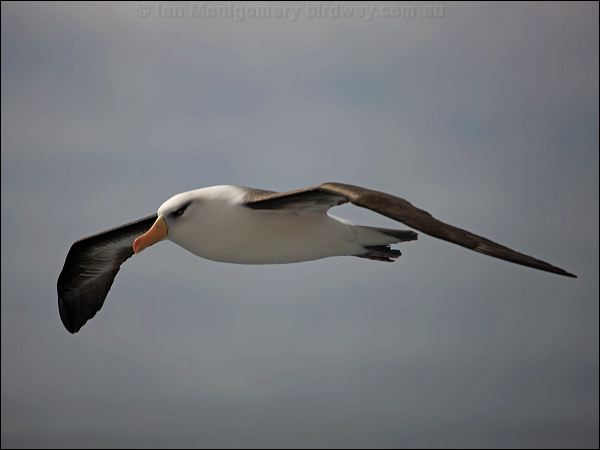 Campbell Albatross campbell_albatross_127072.psd