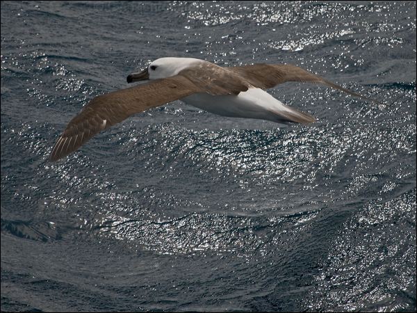 Campbell Albatross campbell_albatross_127217.psd