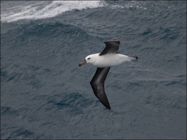 Campbell Albatross campbell_albatross_127255.psd