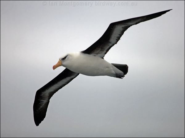Campbell Albatross campbell_albatross_127284.psd