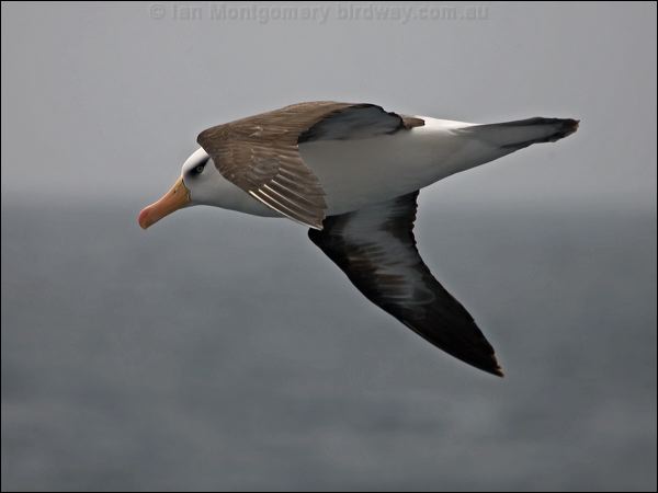 Campbell Albatross campbell_albatross_127293.psd