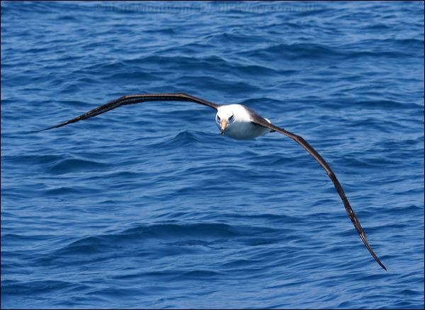 Campbell Albatross campbell_albatross_44080.psd
