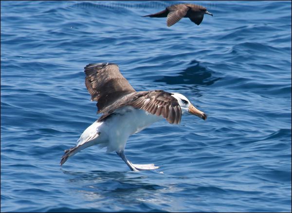 Campbell Albatross campbell_albatross_44087.psd