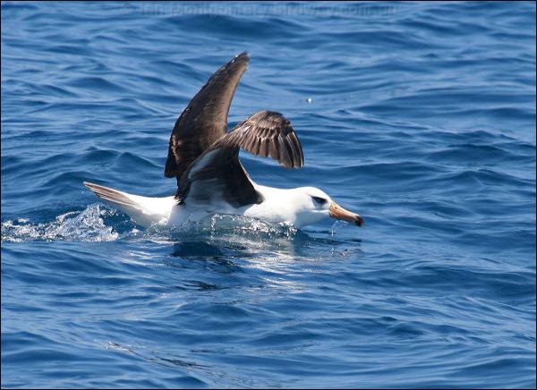 Campbell Albatross campbell_albatross_44088.psd