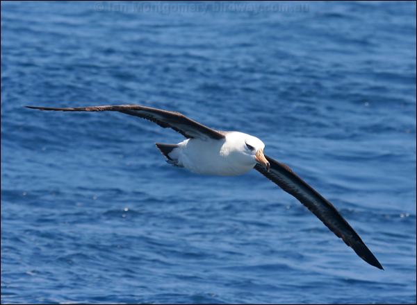 Campbell Albatross campbell_albatross_44095.psd