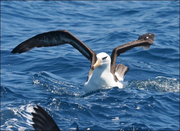 Campbell Albatross campbell_albatross_44123.psd