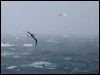 grey_head_albatross_125323