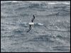 grey_head_albatross_125327