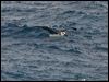 grey_head_albatross_126865