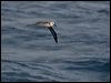 grey_head_albatross_126874