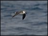 grey_head_albatross_126884