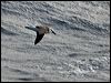 grey_head_albatross_126893