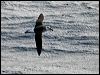 grey_head_albatross_126894