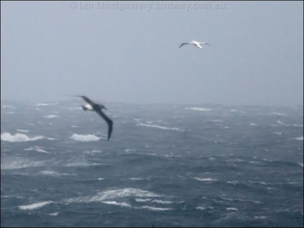 Grey-headed Albatross grey_head_albatross_125323.psd